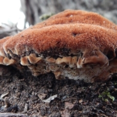 Postia pelliculosa (A wood-rotting bracket fungus) at Aranda, ACT - 4 Jul 2016 by CathB