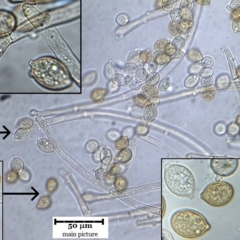 Haplotrichum pulchrum at Macquarie, ACT - 14 Jul 2017