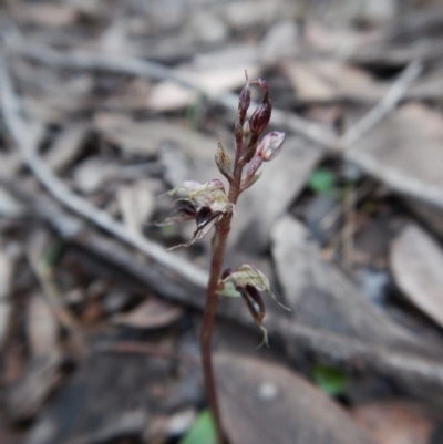 Acianthus collinus (Inland Mosquito Orchid) at Aranda, ACT - 4 Jul 2016 by CathB