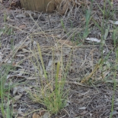 Chloris truncata at Yarralumla, ACT - 9 Mar 2016 07:04 PM