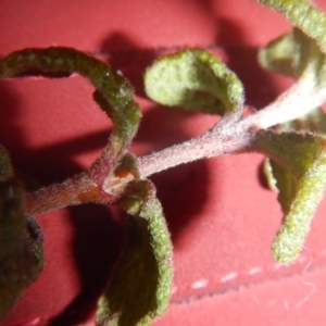 Cistus salviifolius at Watson, ACT - 6 Jul 2016