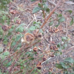 Cistus salviifolius at Watson, ACT - 6 Jul 2016