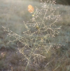 Eragrostis curvula (African Lovegrass) at Lake Burley Griffin West - 9 Mar 2016 by MichaelBedingfield