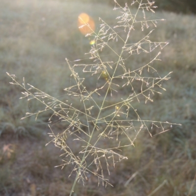 Eragrostis curvula (African Lovegrass) at Yarralumla, ACT - 9 Mar 2016 by michaelb