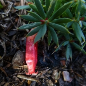 Astroloma humifusum at Canberra Central, ACT - 7 Jul 2016