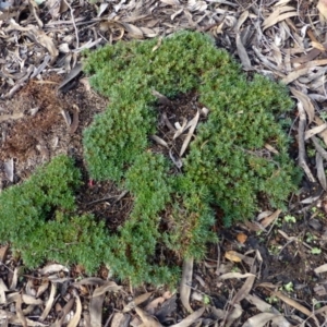 Astroloma humifusum at Canberra Central, ACT - 7 Jul 2016