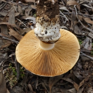 Cortinarius sp. at O'Connor, ACT - 7 Jul 2016 12:00 AM