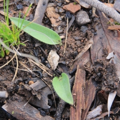 Glossodia major (Wax Lip Orchid) at Canberra Central, ACT - 6 Jul 2016 by petersan