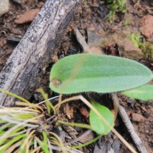 Glossodia major at Canberra Central, ACT - suppressed