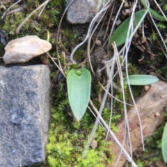 Glossodia major at Canberra Central, ACT - suppressed