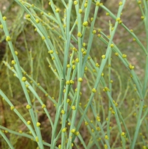 Exocarpos strictus at Canberra Central, ACT - 7 Jul 2016