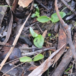 Chiloglottis sp. at Canberra Central, ACT - suppressed