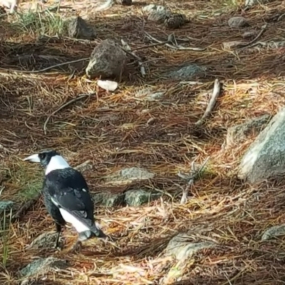 Gymnorhina tibicen (Australian Magpie) at Isaacs, ACT - 7 Jul 2016 by Mike