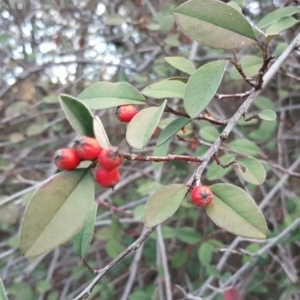 Cotoneaster pannosus at Isaacs Ridge - 7 Jul 2016