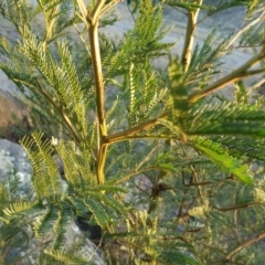 Acacia decurrens (Green Wattle) at Jerrabomberra, ACT - 7 Jul 2016 by Mike