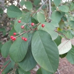 Cotoneaster glaucophyllus (Cotoneaster) at Isaacs Ridge - 6 Jul 2016 by Mike