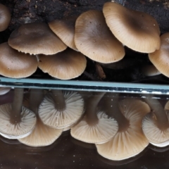 Mycena sp. at Paddys River, ACT - 8 Jun 2016