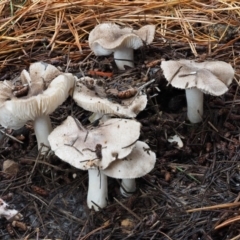 Tricholoma terreum (Grey Knight or Dirty Tricholoma) at Paddys River, ACT - 8 Jun 2016 by KenT