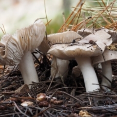 Tricholoma terreum at Paddys River, ACT - 8 Jun 2016