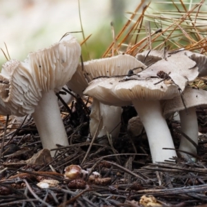 Tricholoma terreum at Paddys River, ACT - 8 Jun 2016