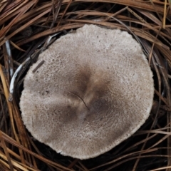 Tricholoma terreum at Paddys River, ACT - 8 Jun 2016