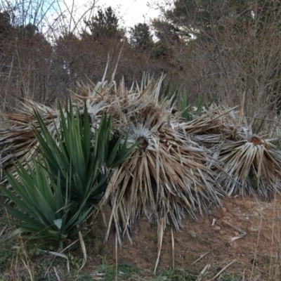 Yucca aloifolia (Spanish Bayonet) at Isaacs Ridge - 7 Jul 2016 by Mike