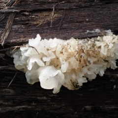 Tremella fuciformis at Paddys River, ACT - 8 Jun 2016 01:59 PM