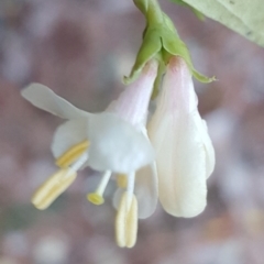 Lonicera fragrantissima at Isaacs Ridge - 7 Jul 2016