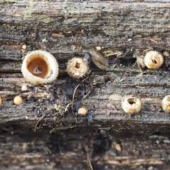 Nidula sp. (A bird's nest fungus) at Gibraltar Pines - 8 Jun 2016 by KenT