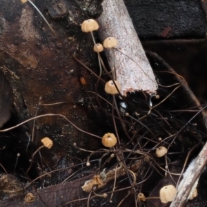 Marasmius crinisequi at Paddys River, ACT - 8 Jun 2016