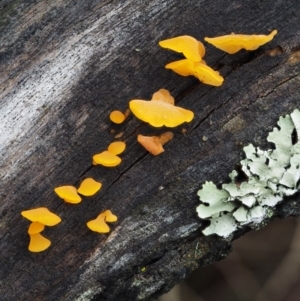 Dacryopinax spathularia at Paddys River, ACT - 8 Jun 2016