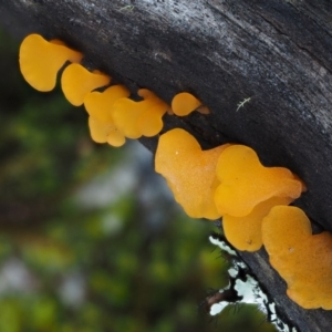 Dacryopinax spathularia at Paddys River, ACT - 8 Jun 2016