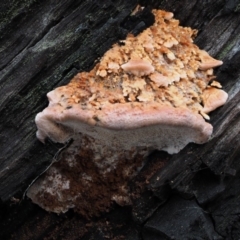 Rhodofomitopsis lilacinogilva complex (Lilac Shelf Fungus) at Gibraltar Pines - 8 Jun 2016 by KenT