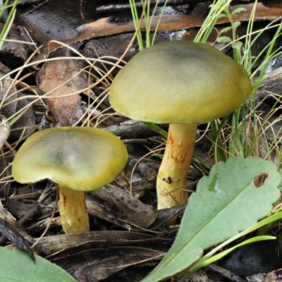 Dermocybe austroveneta (Green Skinhead) at Paddys River, ACT - 8 Jun 2016 by KenT