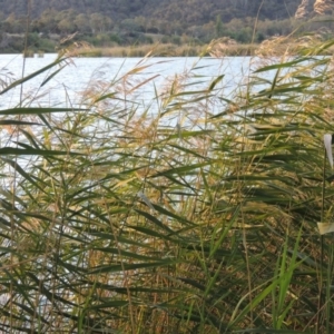 Phragmites australis at Yarralumla, ACT - 9 Mar 2016 07:42 PM