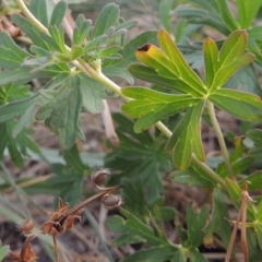 Geranium sp. Pleated sepals (D.E.Albrecht 4707) Vic. Herbarium at Blue Gum Point to Attunga Bay - 9 Mar 2016 by michaelb