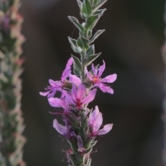 Lythrum salicaria (Purple Loosestrife) at Yarralumla, ACT - 9 Mar 2016 by michaelb