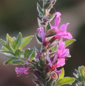 Lythrum salicaria at Yarralumla, ACT - 9 Mar 2016