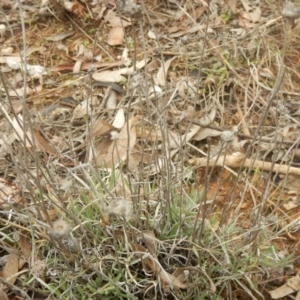 Leucochrysum albicans subsp. tricolor at Beard, ACT - 8 Jul 2016 11:11 AM