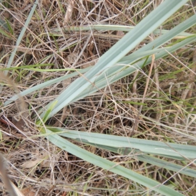 Dianella sp. aff. longifolia (Benambra) (Pale Flax Lily, Blue Flax Lily) at Beard, ACT - 8 Jul 2016 by MichaelMulvaney