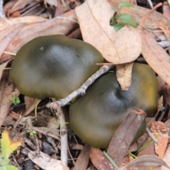 Cortinarius austrovenetus (Green Skinhead) at Canberra Central, ACT - 8 Jul 2016 by petersan