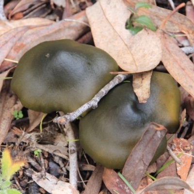 Dermocybe austroveneta (Green Skinhead) at Canberra Central, ACT - 7 Jul 2016 by petersan