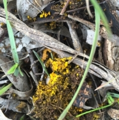 Sepedonium sp. at Watson, ACT - 7 Jul 2016 04:13 PM