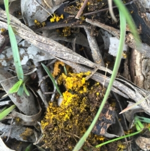 Sepedonium sp. at Watson, ACT - 7 Jul 2016 04:13 PM