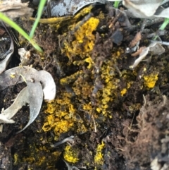 Sepedonium sp. at Watson, ACT - 7 Jul 2016 04:13 PM