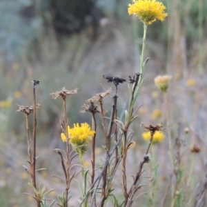 Rutidosis leptorhynchoides at Yarralumla, ACT - 9 Mar 2016