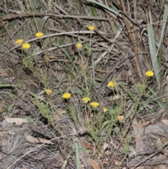 Rutidosis leptorhynchoides (Button Wrinklewort) at Yarralumla, ACT - 9 Mar 2016 by MichaelBedingfield