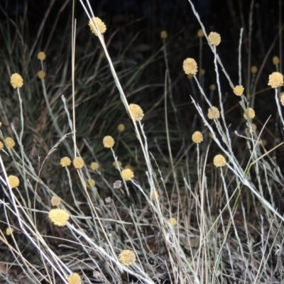 Calocephalus citreus (Lemon Beauty Heads) at Yarralumla, ACT - 9 Mar 2016 by MichaelBedingfield