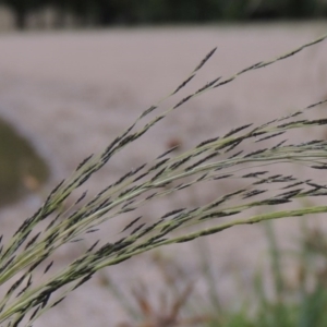 Eragrostis parviflora at Yarralumla, ACT - 24 Mar 2016