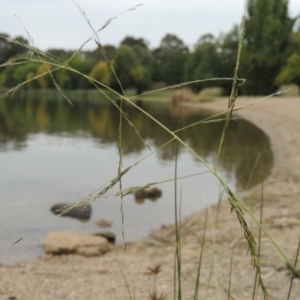 Eragrostis parviflora at Yarralumla, ACT - 24 Mar 2016